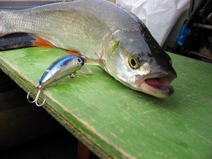 Рыба жерех: фото, особенности и ловля разными способами