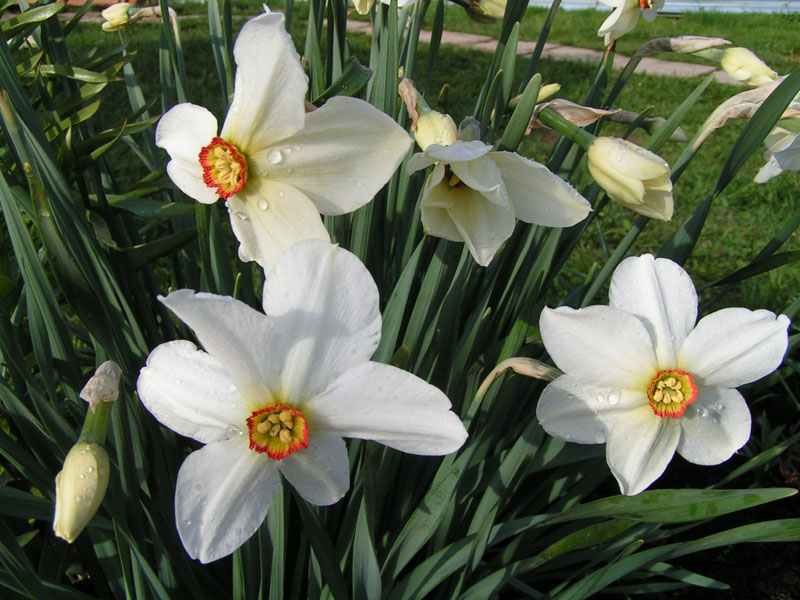 Нарцисс гибридный - Narcissus hybridus, hort.