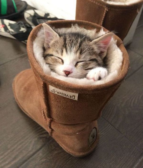 кот в ботинках